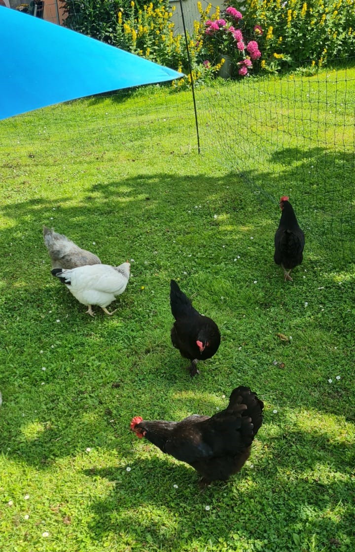 Sie sind wieder da Neue Hühner im Park (8)