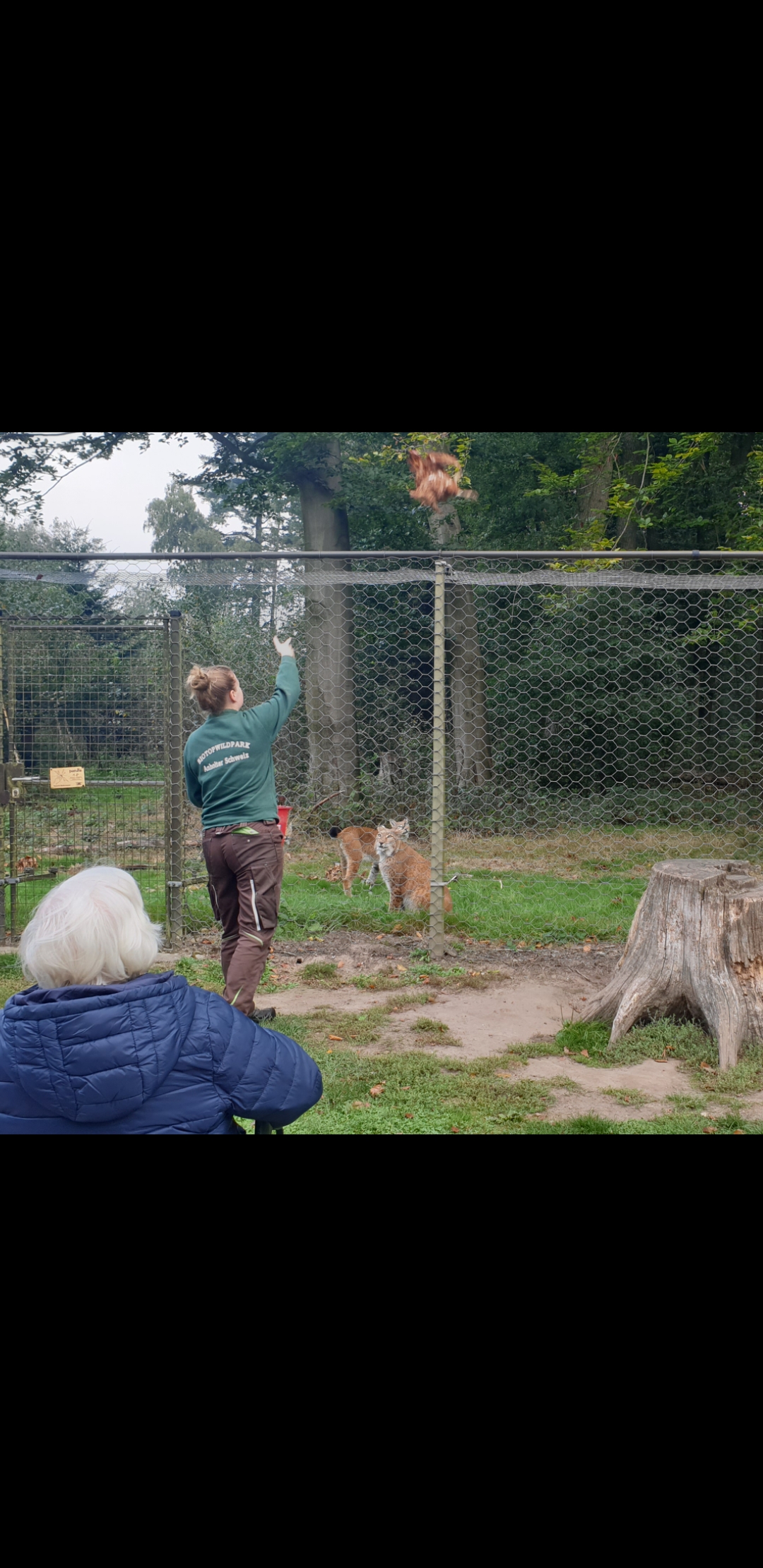 Fütterung Luchs